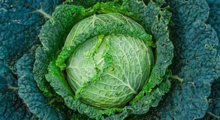 green leaf vegetable on blue textile