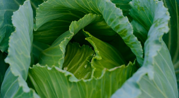 green leaf plant in close up photography