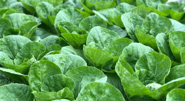 closeup photo of green leafed plant